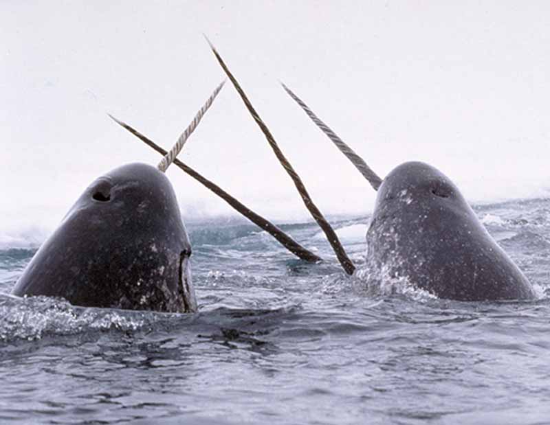 Narwhal