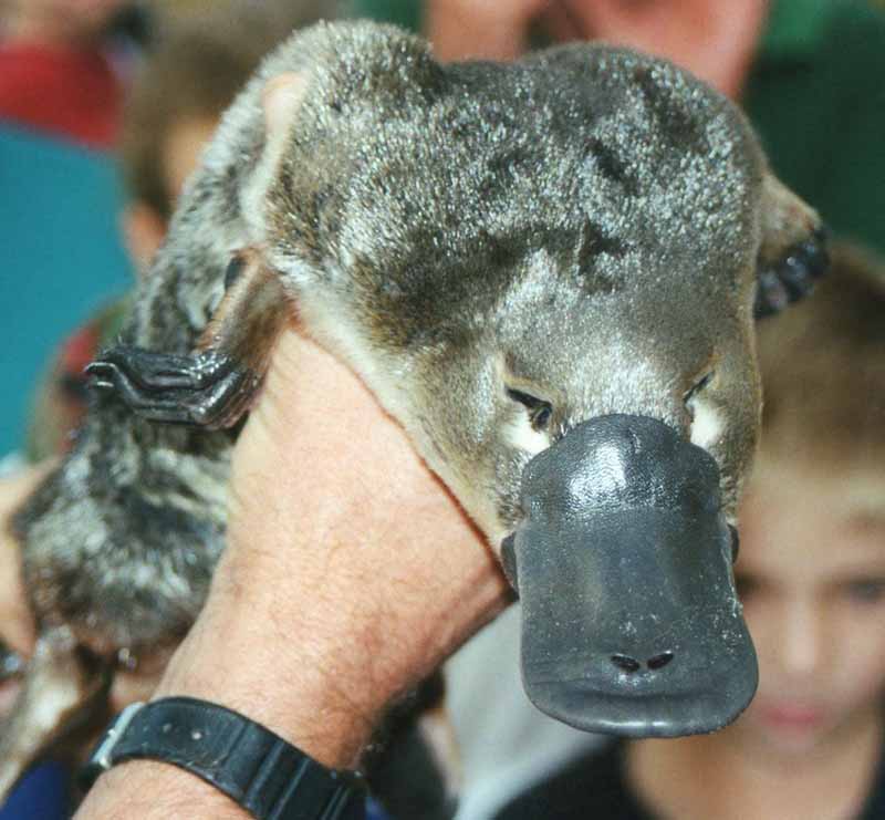 Platypus