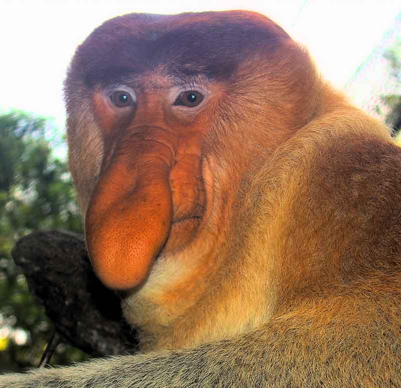 Proboscis monkey