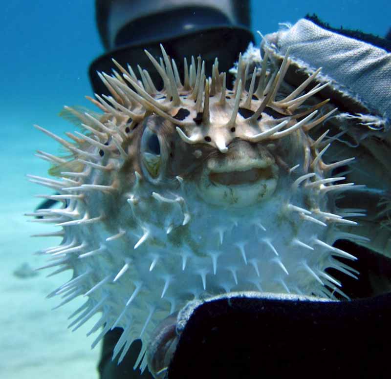 Pufferfish