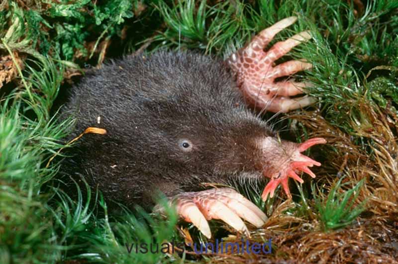 Star-nosed mole