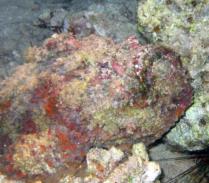 Stonefish