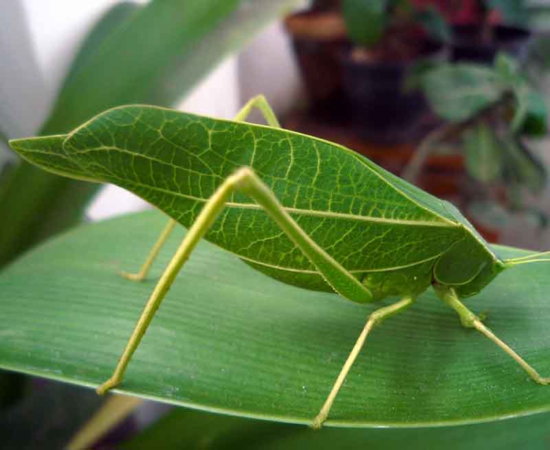Leaf insect, walking leaf