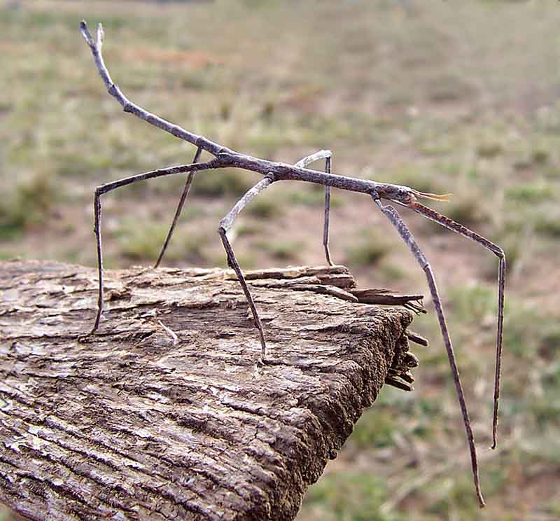 Walking stick, stick insect